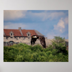 20x16 Bald Eagle passing Fort Ticonderoga Poster