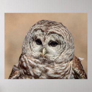 20x16 Barred Owl Poster