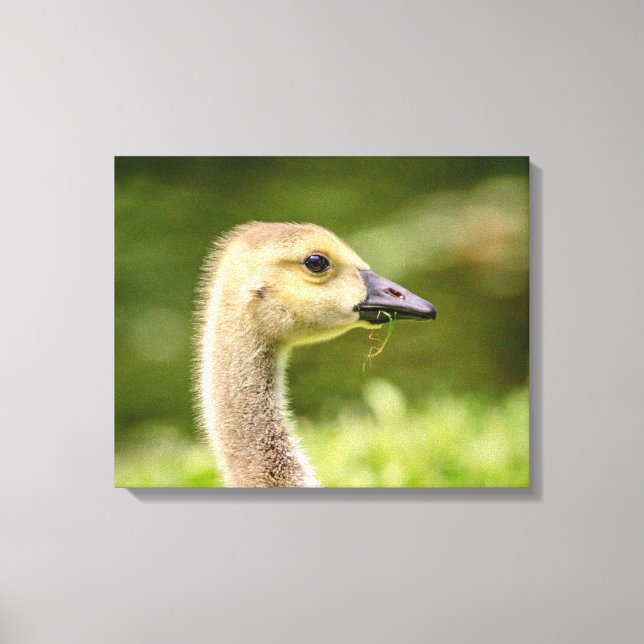 20x16 Canadian Goose (Gosling) Canvas Print (Front)