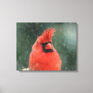 20x16 Cardinal in a pine tree during a snow storm Canvas Print