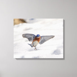 20x16 Eastern Bluebird dancing in the snow Canvas Print