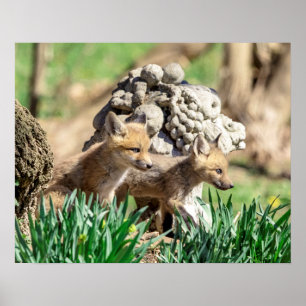 20x16 Fox Kits in the Hudson Valley Poster