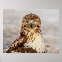 20x16 Immature Red-Tailed Hawk on the ground