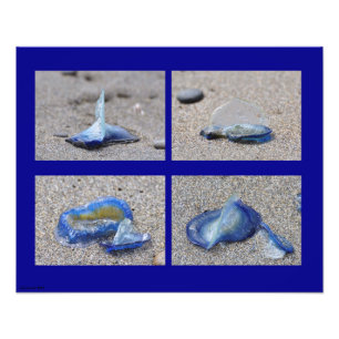 20X16 Jellyfish Photo Print