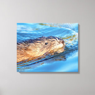 20x16 Muskrat at Vassar Farms Ecological Preserve Canvas Print