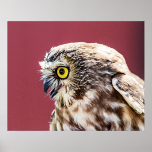 20x16 Northern Saw-Whet Owl Portrait Poster