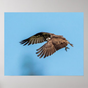 20x16 Osprey at Honeymoon Island State Park Poster
