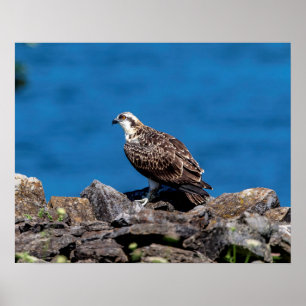 20x16 Osprey on the rocks Poster