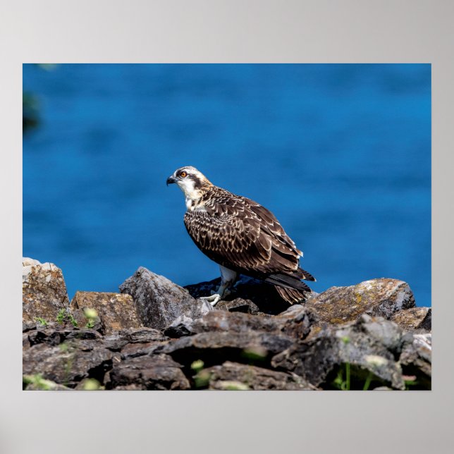 20x16 Osprey on the rocks Poster (Front)