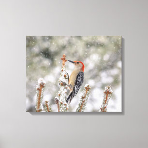 20x16 Red-bellied Woodpecker in the snow Canvas Print