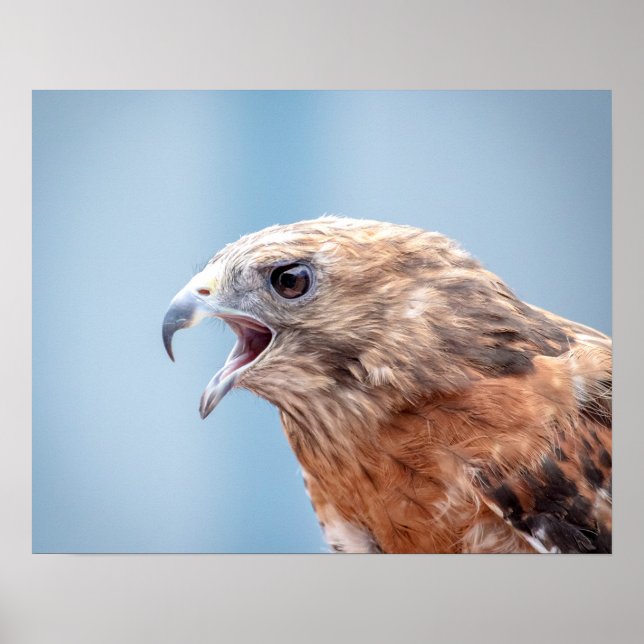20x16 Red Shouldered Hawk Poster (Front)