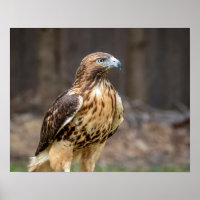 20x16 Red-tailed hawk in the Hudson Valley