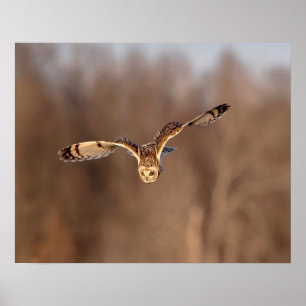 20x16 Short-eared owl diving towards the ground Poster