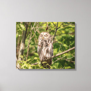 20x16 Sleepy Barred Owl Canvas Print