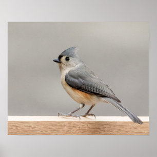 20x16 Tufted Titmouse Poster