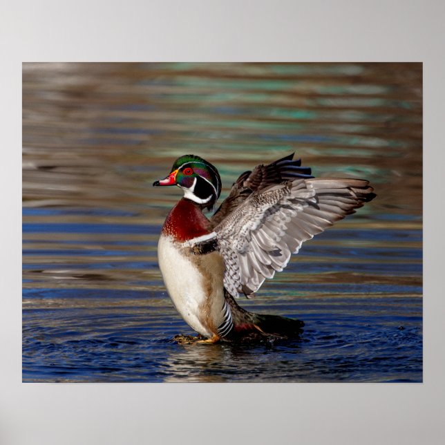 20x16 Wood Duck Poster (Front)