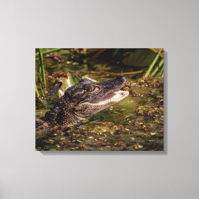 20x16 Young Alligator Canvas Print (Front)