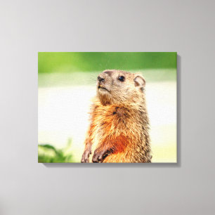 20x16 Young Groundhog Canvas Print