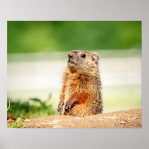 20x16 Young Groundhog Poster