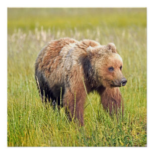 20x20 Glossy Poster  of grizzly bear