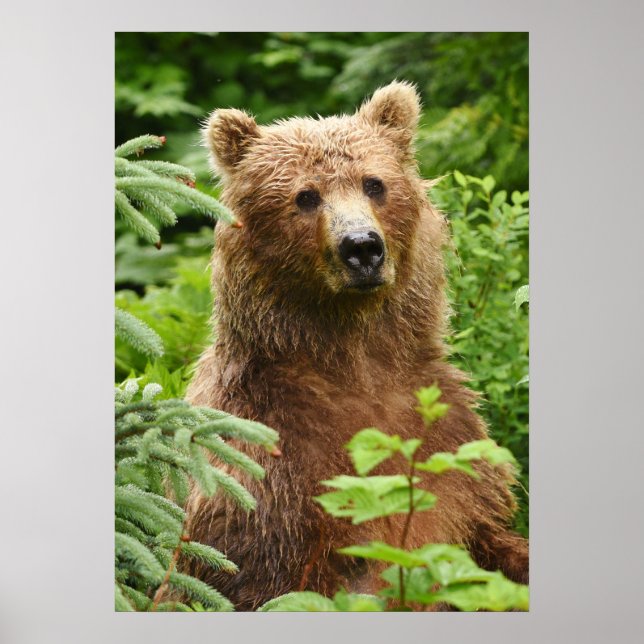 20x28 Poster (Matte)  w/ grizzly bear (Front)