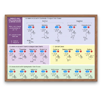 21 amino acids in biology with structure poster