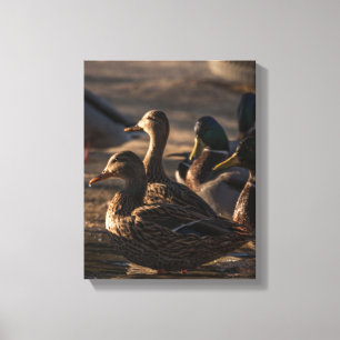 2318-Female Mallard Ducks Canvas Print