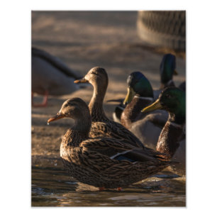 2318-Female Mallard Ducks Photo Print