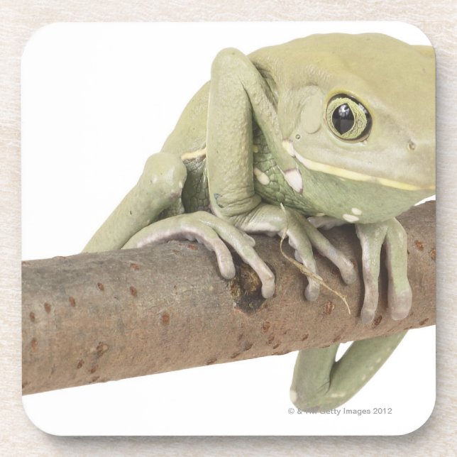 23568119 COASTER (Front)