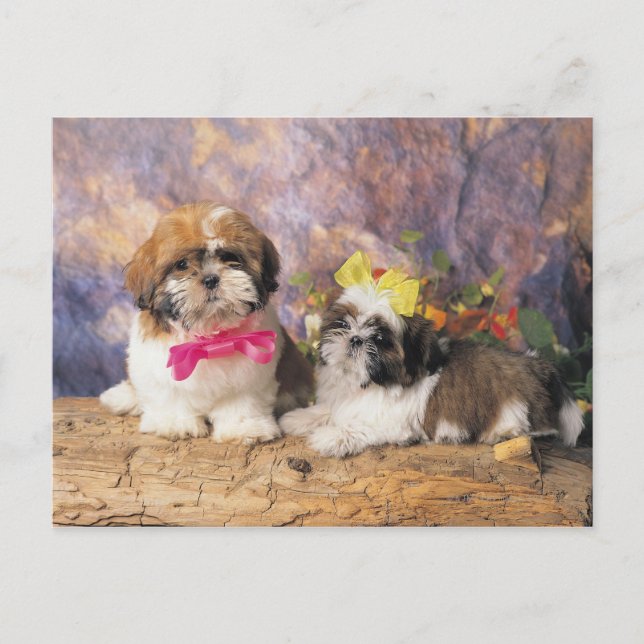 24095243 POSTCARD (Front)