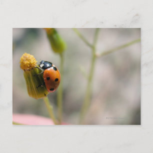 24102385 POSTCARD