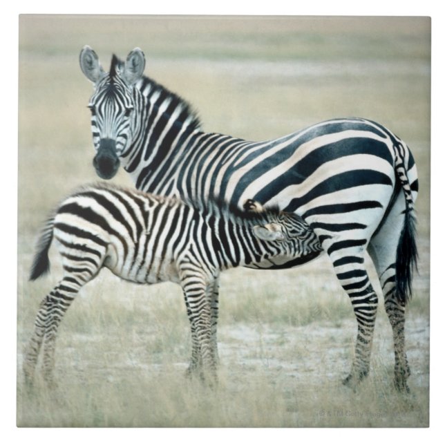 24114480 TILE (Front)