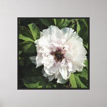24"x24" Tree Peony