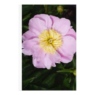 24"x36" Pink Peony Photo Print