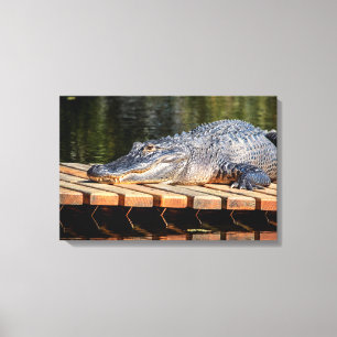 24x16 Alligator at Homosassa Springs Wildlife Park Canvas Print