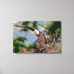 24x16 Bald Eagle leaving the nest Canvas Print