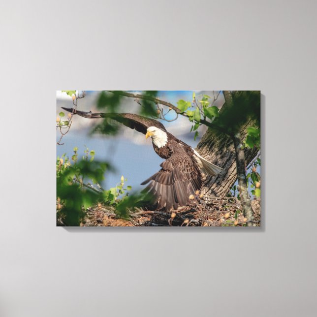 24x16 Bald Eagle leaving the nest Canvas Print (Front)
