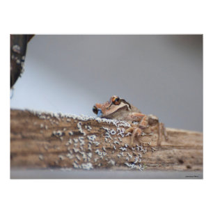 24X18 Content Pacific Tree Frog rests on Lichen Photo Print