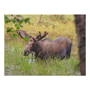 24x18 Satin photo of moose Print