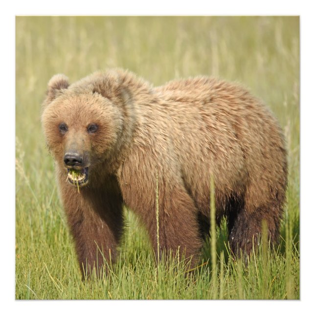 24x24 Satin photo de grizzli (Devant)