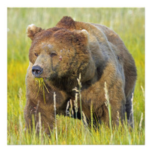 24x24 Satin photo of grizzly bear Print