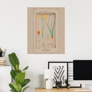 24X30 French Botanical Illustration Daffodil Poster