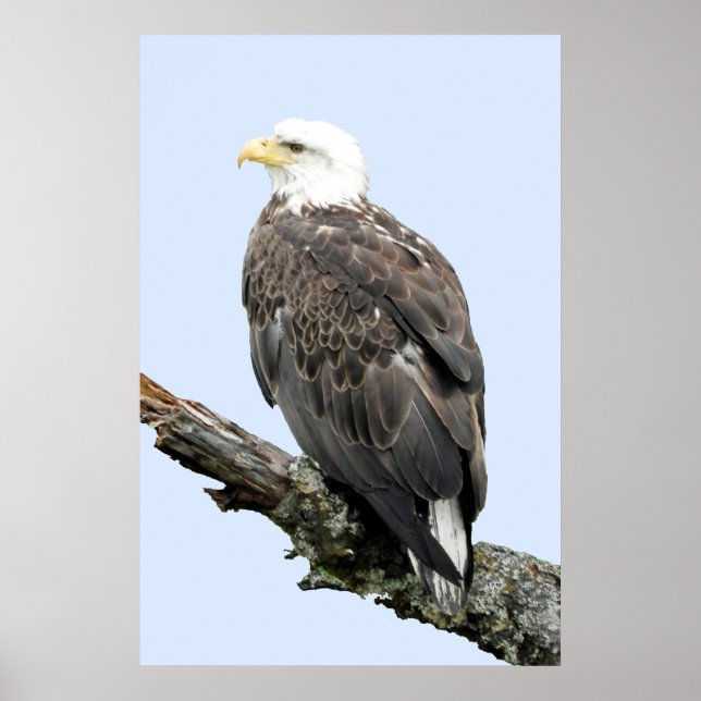 24x36 Poster Paper (Matte) of eagle (Front)