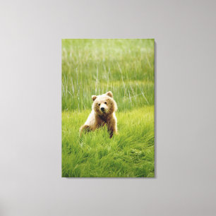 24x36 Stretched Canvas Print w/ grizzly bear cub