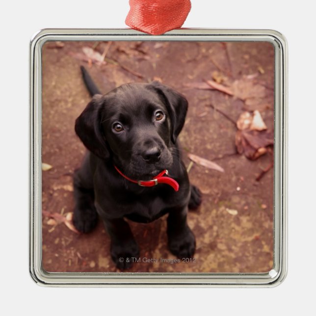 25 Week Old Black Lab Metal Ornament (Front)