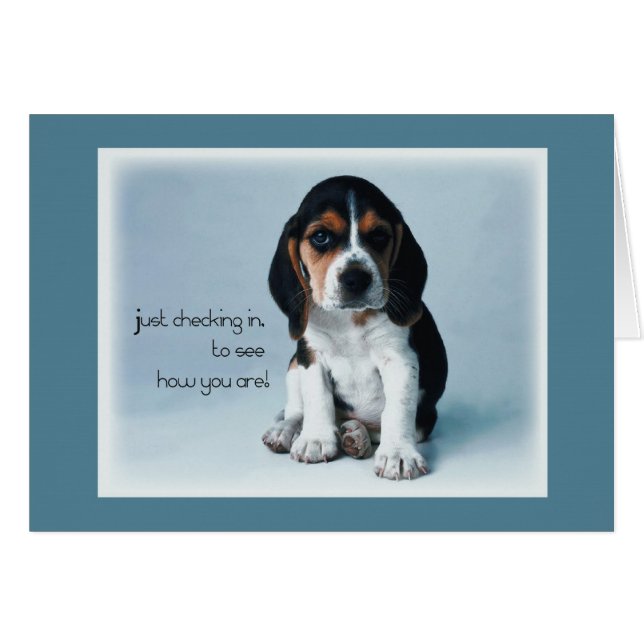 2769 Archivage des chiots (Devant horizontal)