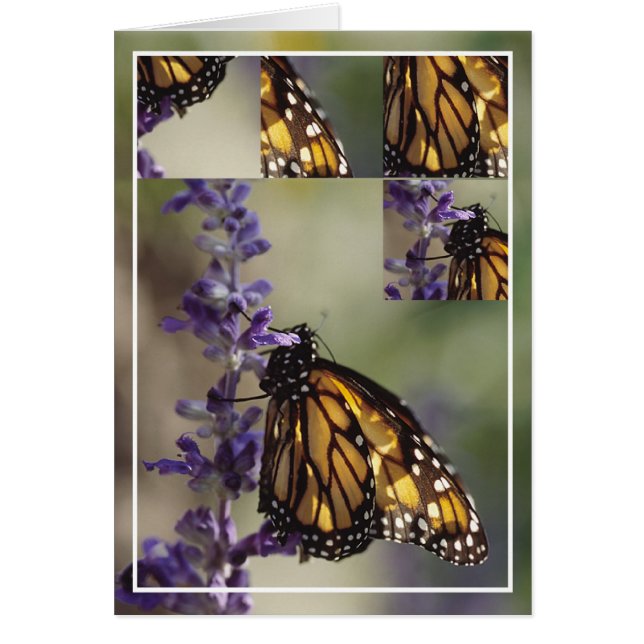 2812  Butterfly  Montage (Front)