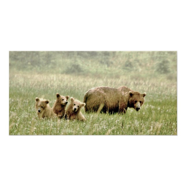 28x14 Glossy Poster of grizzly bear & cubs (Front)