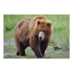 28x18.67 Glossy Poster of grizzly bear