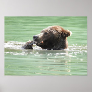 28x20  Poster Paper (Matte) w/ grizzly bear